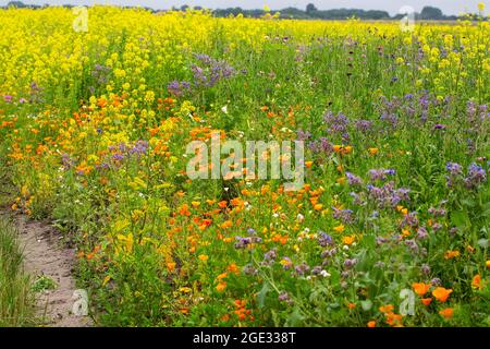 Streifen von Blumen entlang landwirtschaftlicher Parzelle Stockfoto