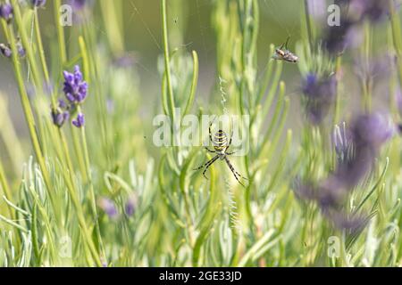 Gelbe und schwarze Orb Spider, Orb Web Spider, Orb-Weaver Spider oder Wasp Spider, Argiope bruennichi auf Lavendelblüten, Nahaufnahme mit Fliege Stockfoto