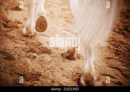 Rückansicht der Beine eines weißen Pferdes mit langem Schwanz, das mit seinen Hufen auf den Sand in der Arena tritt. Pferdesport und Dressur. Stockfoto