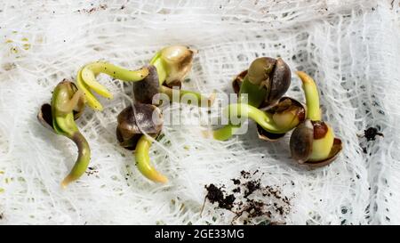 Keimung von Cannabissamen, sprießen kleine Wurzeln Korn von Marihuana. Stockfoto