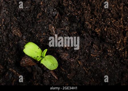 Junge Cannabispflanze mit Kopierraum, grüne Marihuana-Cotyledons kriechen aus dem Boden. Stockfoto