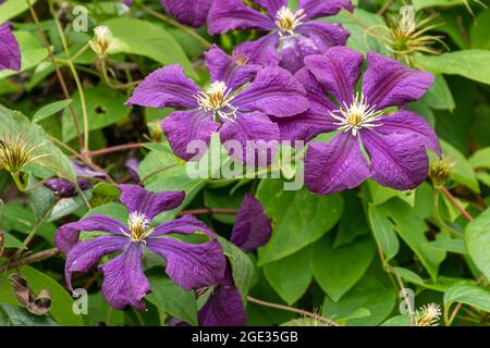 Clematis viticella 'Etoille Violette', eine Kletterpflanze mit reichlichen violetten Blüten im Sommer, Großbritannien Stockfoto