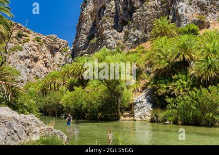 Schöner natürlicher Palmenwald in einem ansonsten trockenen Tal bei Preveli, Kreta, Griechenland Stockfoto