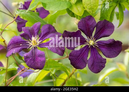 Clematis viticella 'Etoille Violette', eine Kletterpflanze mit reichlichen violetten Blüten im Sommer, Großbritannien Stockfoto