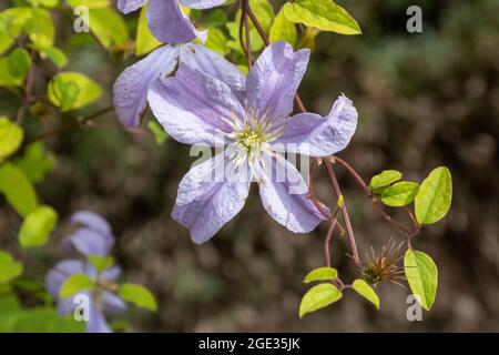 Clematis viticella 'Prince Charles', eine Kletterpflanze mit blassen Malvenblüten im Sommer, Großbritannien Stockfoto