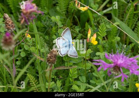 Chalkhill blauer Schmetterling (Polyommatus coridon) Männchen auf Wildblumen bei Stockbridge Down, Hampshire, Großbritannien, im August Stockfoto