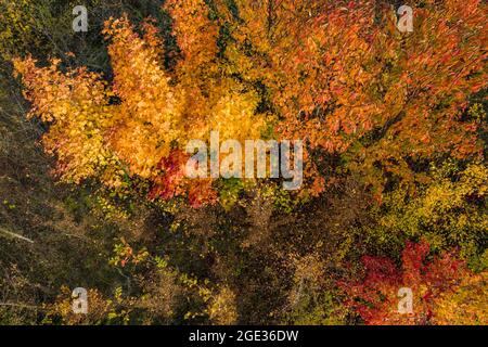 Luftaufnahme eines Mischwaldes im Herzen Europas, im Herbst weitgehend farbig Stockfoto