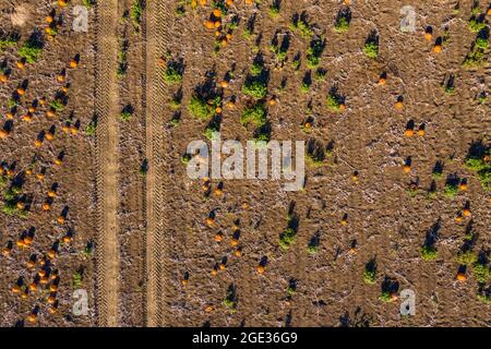 Reife Kürbisse auf einem Feld warten auf Ernte und Dekorationen für Halloween Stockfoto