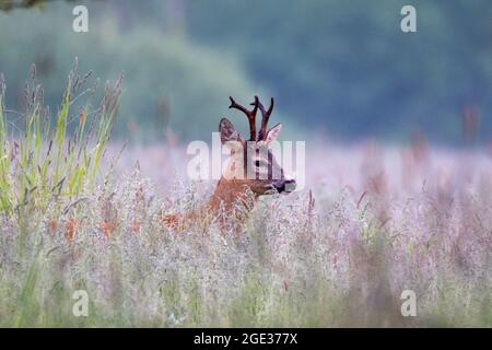 Rehe auf der Wiese. Hohes, dichtes Gras. Wald im Hintergrund. Stockfoto