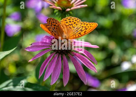 Marmorierte Fritillarie, die auf der östlichen purpurnen Koneblume sitzt. Schönheit großer Schmetterling. Stockfoto