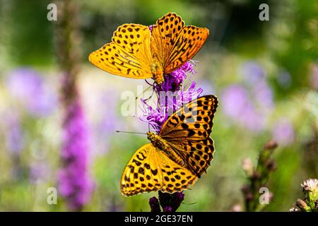 Zwei marmorierte Fritilläre sitzen auf der östlichen purpurnen Koneblume. Sehr große Butterflyes. Stockfoto