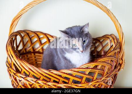 Inländische Tricolor (weiß, grau, rot) Mestizo Katze mit gelb-grünen Augen sitzt in einem großen braunen Korb. Nahaufnahme, heller Hintergrund. Stockfoto