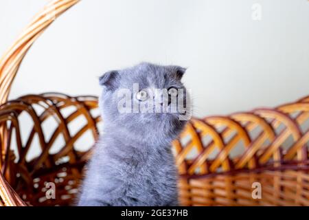 Schottisches (britisches) Lopohrkätzchen. Porträt eines Babys, süße schottische Falte. Sitzt allein in einem großen Korb. Farbe grau. Nahaufnahme, selektiver Fokus. Stockfoto