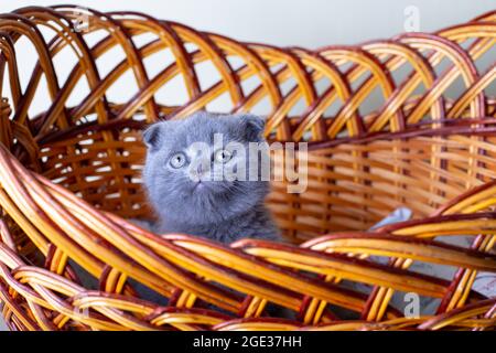 Schottisches (britisches) Lopohrkätzchen. Porträt eines Babys, süße schottische Falte. Sitzt allein in einem großen Korb. Farbe grau. Nahaufnahme, selektiver Fokus. Stockfoto