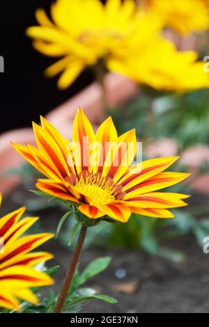 Gazania Blume oder afrikanische Gänseblümchen in Blumentopf Stockfoto