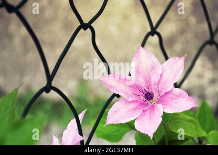 Nahaufnahme der rosa Clematis Blume im Garten Stockfoto