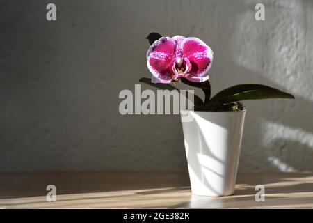 Mini-Orchideenpflanze in einem Topf Stockfoto