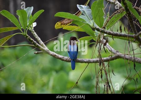 Todesgebot für blaue Fische Stockfoto