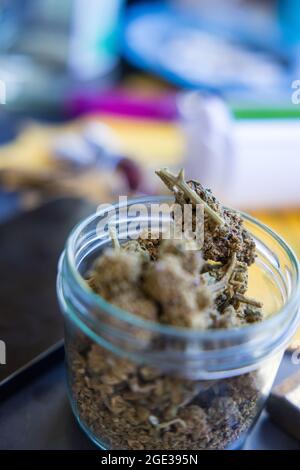 Selektive Fokusaufnahme von getrocknetem Marihuana in einem Glasgefäß Stockfoto