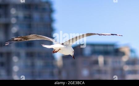 Möwen im Flug über Melkbosstrand Strand Kapstadt Südafrika Stockfoto