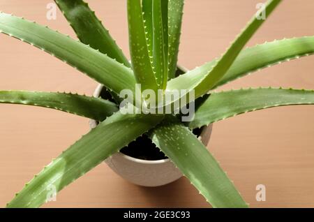 Aloe Vera, grüne tropische Topfpflanze auf Holzschreibtisch, drinnen Stockfoto