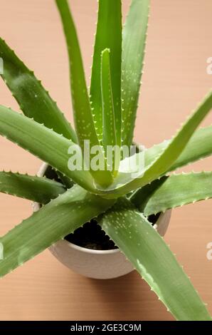 Aloe Vera, grüne tropische Topfpflanze auf Holzschreibtisch, drinnen Stockfoto