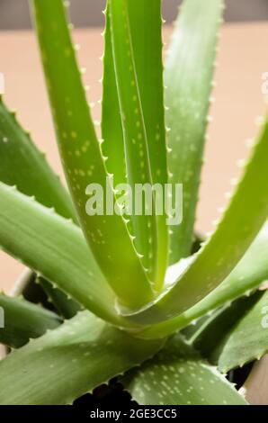 Aloe Vera, grüne tropische Topfpflanze auf Holzschreibtisch, drinnen Stockfoto