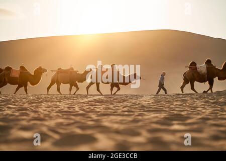 Kamelkarawane, die bei Sonnenuntergang in der Wüste mit einer riesigen Sanddüne im Hintergrund spazieren gehen Stockfoto