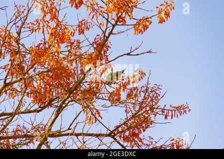 Ein grüner Sittich, der auf einem blühenden mulungu-Ast thront, füttert, mit blauem Himmel im Hintergrund. Stockfoto