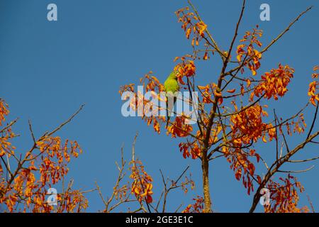 Ein grüner Sittich, der auf einem blühenden mulungu-Ast thront, füttert, mit blauem Himmel im Hintergrund. Stockfoto