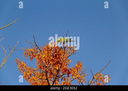 Ein grüner Sittich, der auf einem blühenden mulungu-Ast thront, füttert, mit blauem Himmel im Hintergrund. Stockfoto