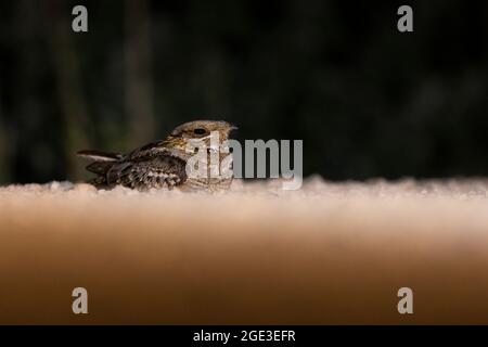 Red-necked Nightjar, Calera y Chozas, Castilla La Mancha, Spanien, Juli 2021 Stockfoto