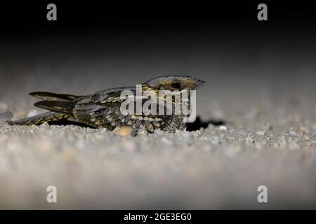 Red-necked Nightjar, Calera y Chozas, Castilla La Mancha, Spanien, Juli 2021 Stockfoto