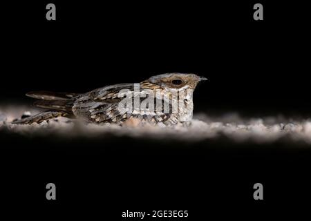 Red-necked Nightjar, Calera y Chozas, Castilla La Mancha, Spanien, Juli 2021 Stockfoto