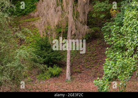 Single kranke Nadelbäume in einem Mischwald in Deutschland Stockfoto
