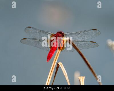 Closeup of a red dragonfly sitting on a plant under the cloudy sky Stockfoto