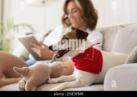 Glückliche schöne Frau mit Hund mit digitalen Tablet auf dem Sofa zu Hause. Stockfoto