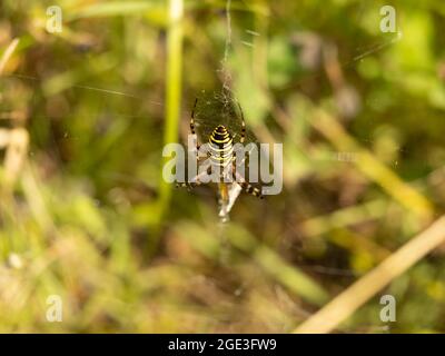 Weibliche Wespe Spider im Web Stockfoto