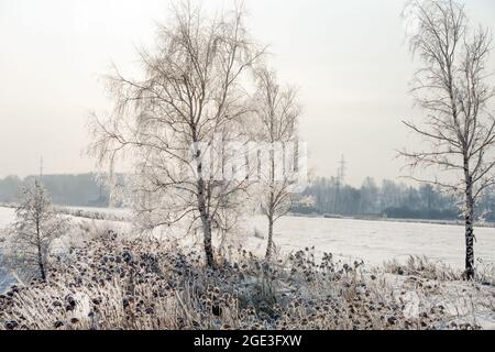 Bäume und Pflanzen sind bei einer Erkältung mit Frost bedeckt Sonniger Wintertag Stockfoto
