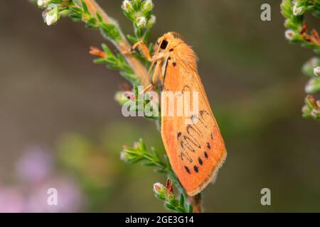 Rosiger Fußmantler (Miltochrista miniata) auf Heide, Großbritannien, im August oder Sommer Stockfoto