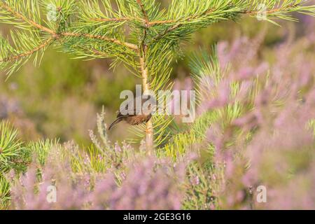 Dartford-Waldsänger (Curruca undata, Sylvia undata), der im Sommer im august auf Heide in Surrey, Großbritannien, in einer kleinen Kiefer unter Heidekraut thront
