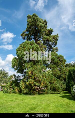 Riesiger Sequoia-Baum auf dem Kirchhof von St Mary's Church, Eversley, Hampshire, Großbritannien. Gepflanzt von der Tochter des Autors Charles Kingsley. Stockfoto