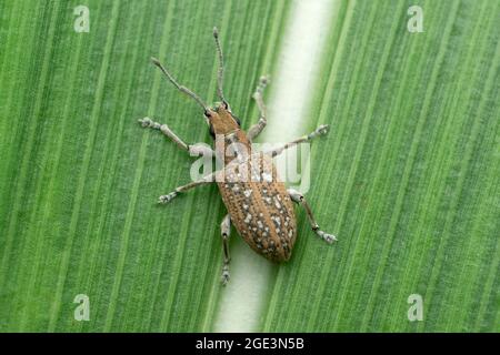 Dorsale Ansicht des Reiskäfer, Sitophilus oryzae, Satara maharashtra indien Stockfoto