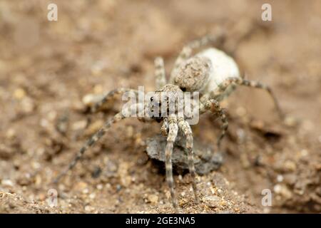 Wolfsspinne mit Eiersack, Lycosa narbonensis, Satara, Maharashtra, Indien Stockfoto