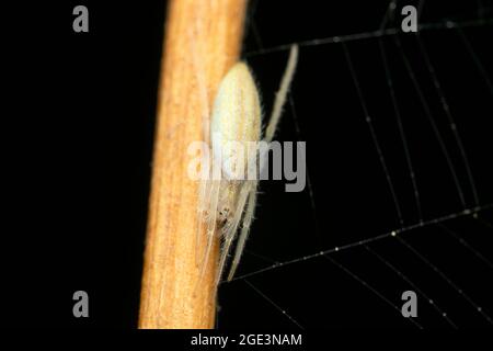 Reisspinne, Larinia phthisica, Satara, Maharashtra, Indien Stockfoto