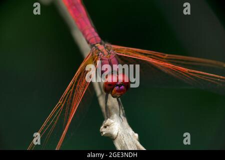 Flame Skimmer, Libellula saturata, Satara, Maharashtra, Indien Stockfoto