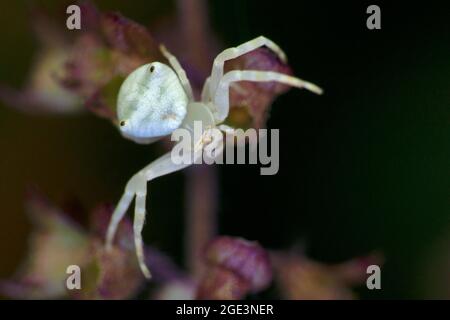 White Crab Spider, Thomisus spectabilis, Satara, Maharashtra, Indien Stockfoto