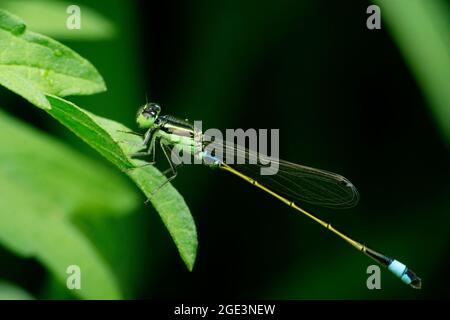 Gemeiner Bluetail Damselfly, Ischnura elegans, Satara, Maharashtra, Indien Stockfoto