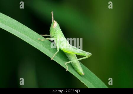 Grüne Heuschrecke, Anacridium aegyptium, Satara, Maharashtra, Indien Stockfoto