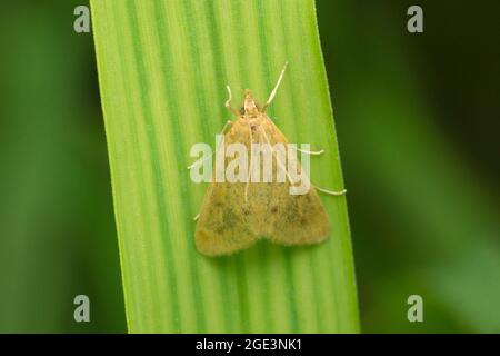 Das Vogelkirschermin ist eine Mottenart aus der Familie Yponomeutidae, Yponomeuta evonymella, Satara, Maharashtra, Indien Stockfoto